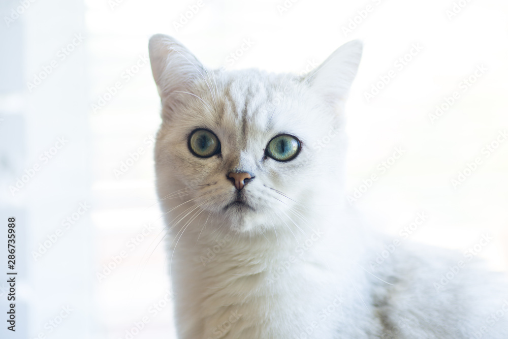 portrait of a cat of breed Scottish chinchilla, straight-eared portrait of a cat of breed Scottish chinchilla, straight-eared