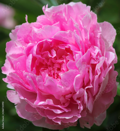 Fototapeta Naklejka Na Ścianę i Meble -  A Perfect Pink Peony in a Garden, Genus Paeonia