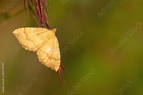 Ockergelber Blattspanner (Camptogramma bilineata) photo