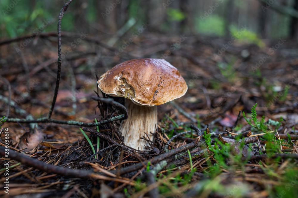mushrooms in forest mushrooms in forest