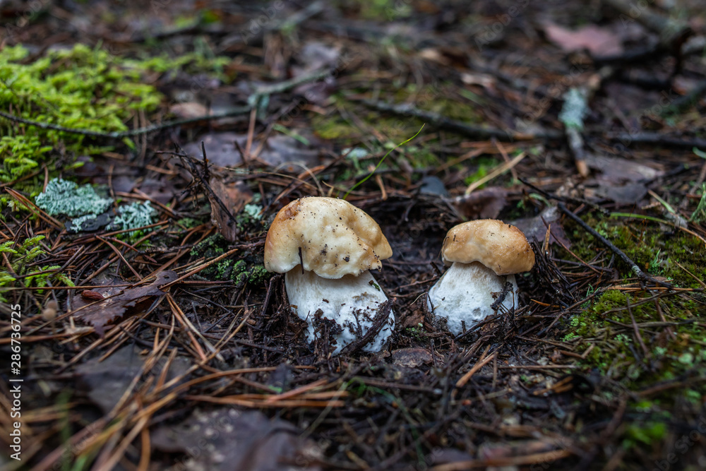 mushrooms in forest mushrooms in forest