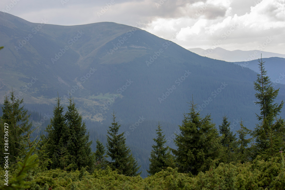 Obraz premium The majestic view of the beautiful mountains. Relaxing travel background. Tourist routes. Carpathians. Ukraine. Europe.