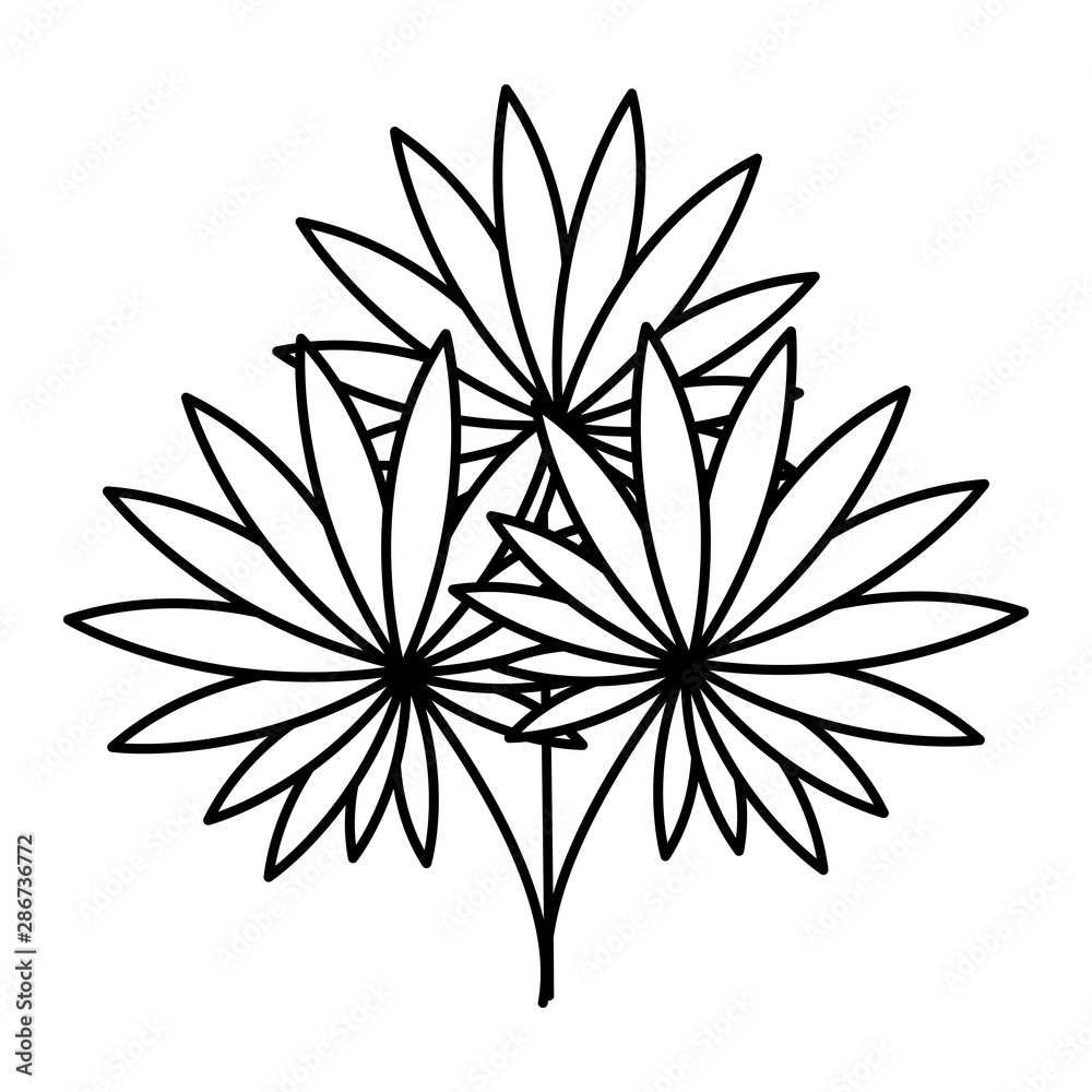 exotic and tropical leafs plant decoration exotic and tropical leafs plant decoration