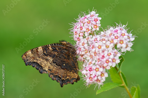 Large Tortoiseshell - Nymphalis polychloros, beautiful brushfoot butterfly from European meadows and bushes, Czech Republic. photo