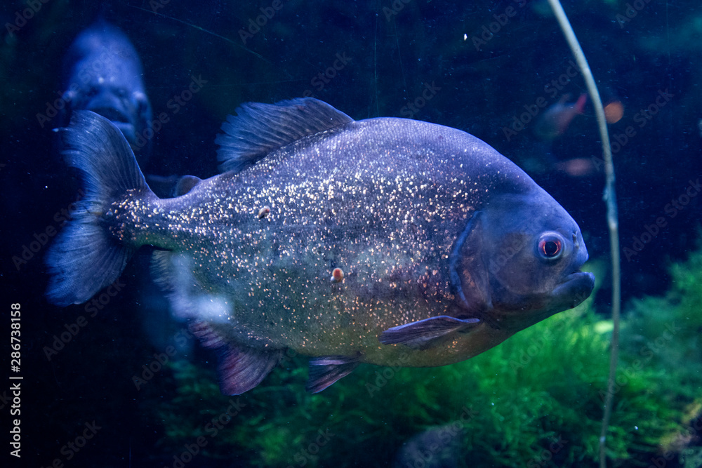 Red Bellied Piranha close up dangerous fish swimming in water. Red Bellied Piranha close up dangerous fish swimming in water.