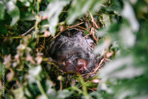 Eastern Blue Bird Nest in Tennessee