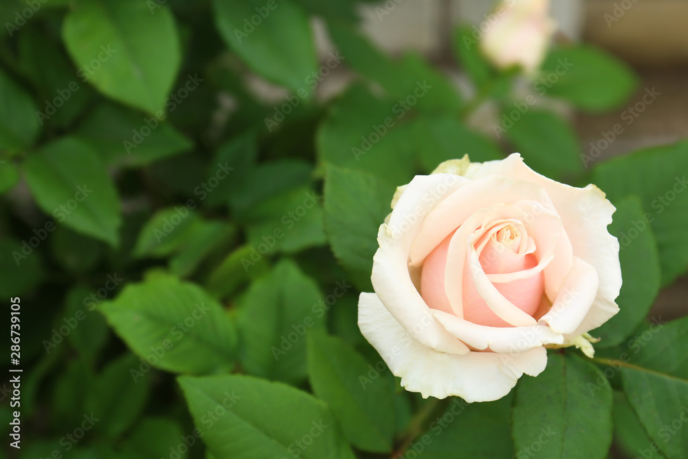 Beautiful blooming rose in garden on summer day. Space for text Beautiful blooming rose in garden on summer day. Space for text