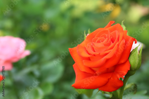 Beautiful blooming rose in green garden on summer day. Space for text