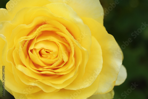 Beautiful blooming rose in garden on summer day  closeup