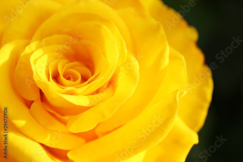 Beautiful blooming yellow rose in garden on summer day  closeup