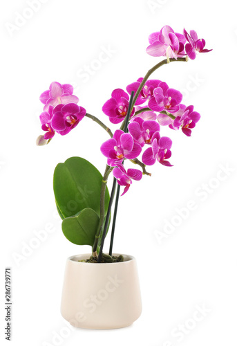 Beautiful tropical orchid flower in pot on white background photo