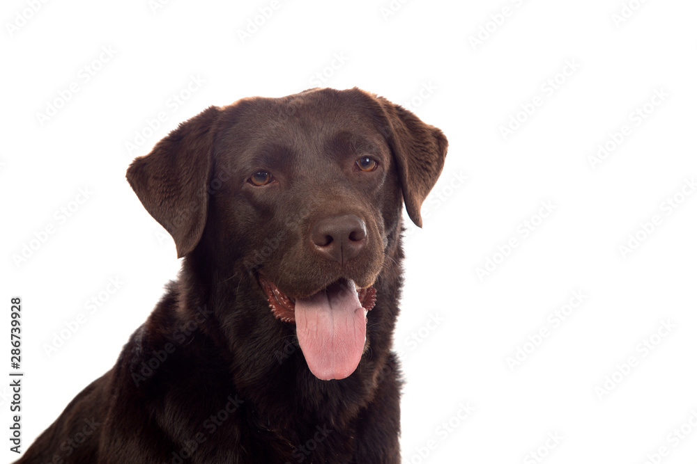 Beautiful Black Golden Retriever dog Beautiful Black Golden Retriever dog