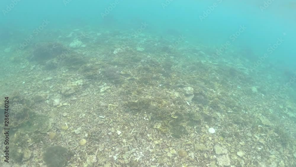 GoPro point of view while snorkeling in Mantanani Island, Kota Belud, Sabah, Malaysia GoPro point of view while snorkeling in Mantanani Island, Kota Belud, Sabah, Malaysia