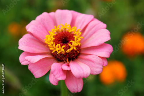  Pink flower with a yellow center. Large, blooming zinnia.