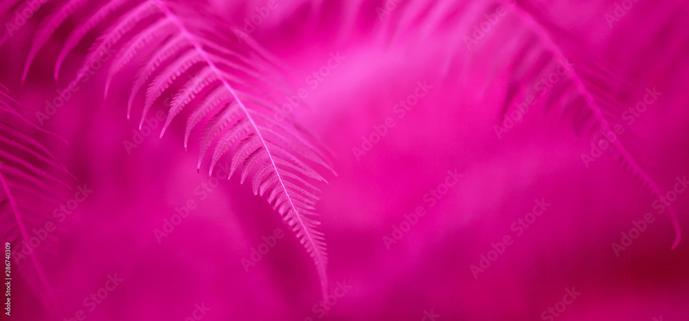 Obraz premium Elegant magenta pink fern leaves.