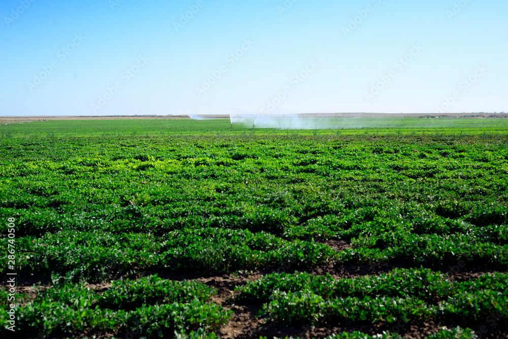 Irrigation system on the field of flowering peanuts