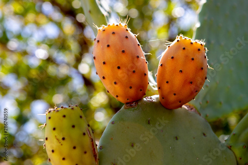 Green pads covered with fruit.