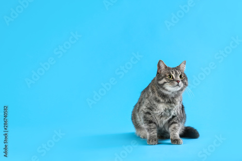 Cute gray tabby cat on light blue background, space for text. Lovely pet © New Africa