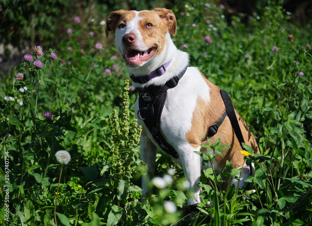 dog on grass