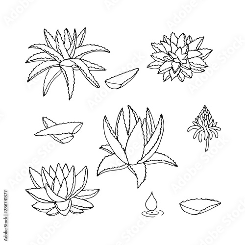Sketch aloe vera vector collection. Hand drawn aloe outline set.