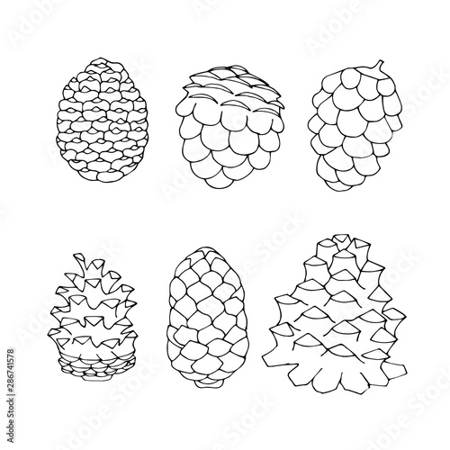 Hand drawn cones collection. Natural forest set. Sketch vector cones set.