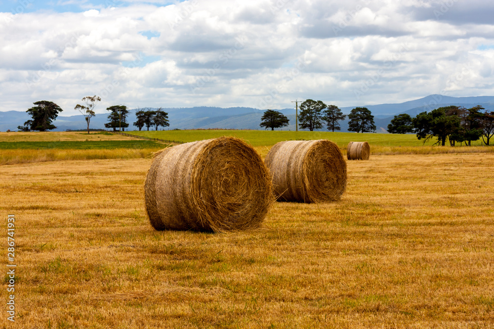 Agricultural field with rolls of haystack. Ripe haystacks of wheat straw during harvesting. Agricultural field with rolls of haystack. Ripe haystacks of wheat straw during harvesting.
