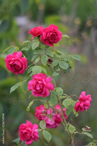 Roses