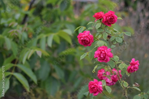 Roses