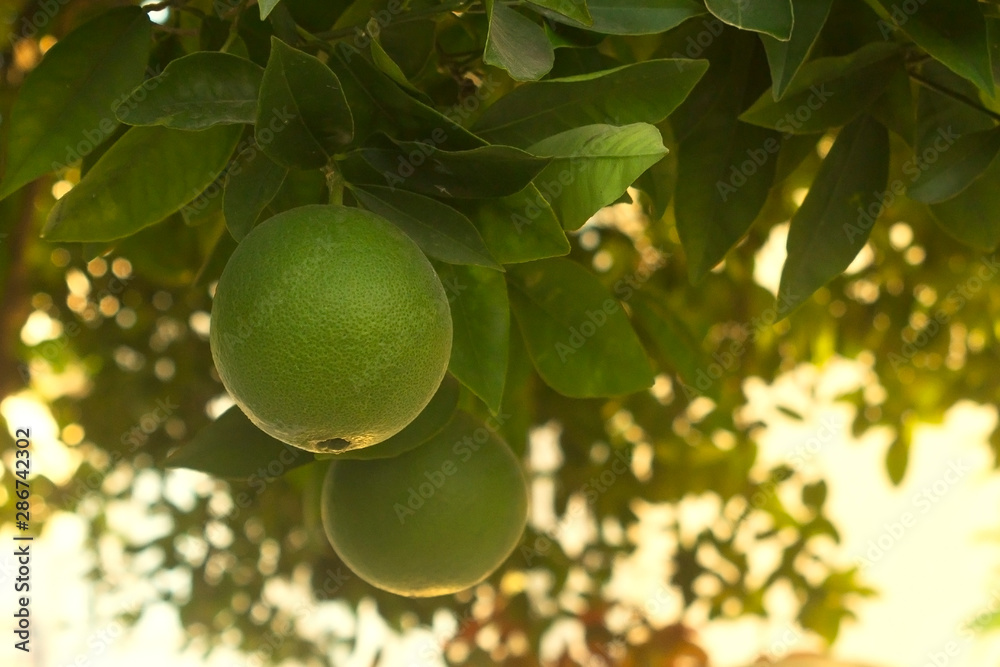 Unripe orange fruit on a tree Unripe orange fruit on a tree