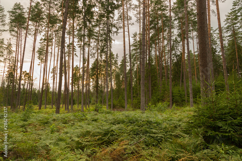 Fototapeta Naklejka Na Ścianę i Meble -  Forrest - Forest Knyszyn (Poland)