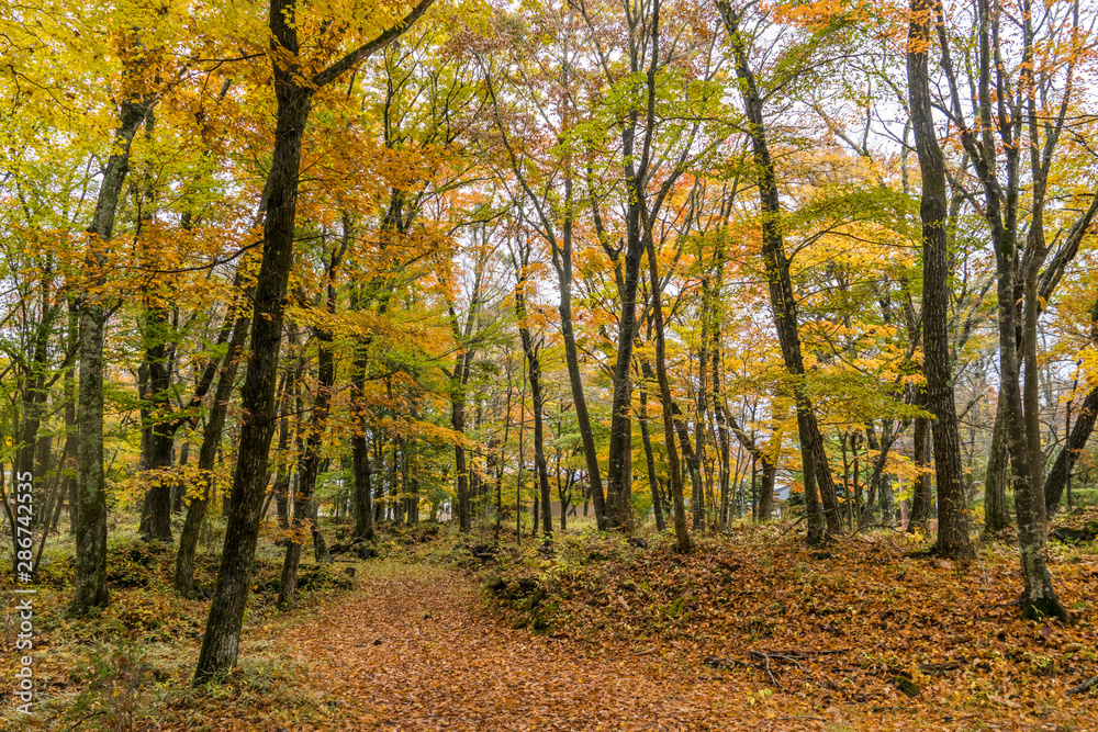 Autumn landscape