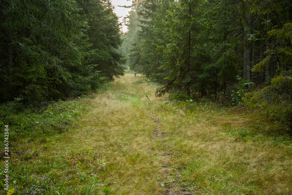 Fototapeta premium Forrest - Forest Knyszyn (Poland)