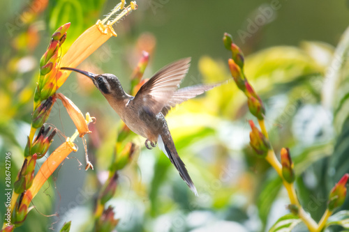 A Little Hermit Hummingbird feeding on the orange flowers of the Sanchezia bush in a tropical garden.