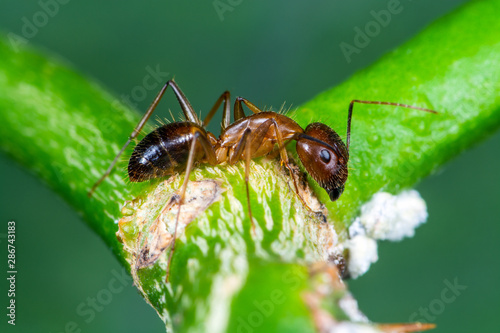Anoplolepis gracilipes or yellow crazy ant on branch with green background, Thailand.