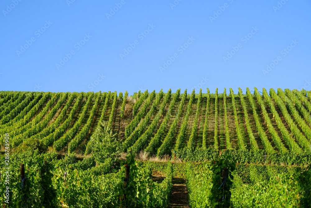 Vineyard-France with blue sky for background