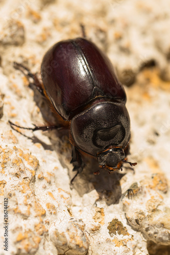 European rhinoceros beetle (Oryctes nasicornis) is a large flying beetle belonging to the subfamily Dynastinae.	 photo