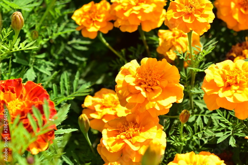 Marigold orange (lat. Tagétes) of the family Asteraceae, or Compositae family.