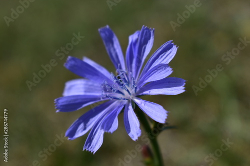 Flowers of the blue chicory on a branch.
