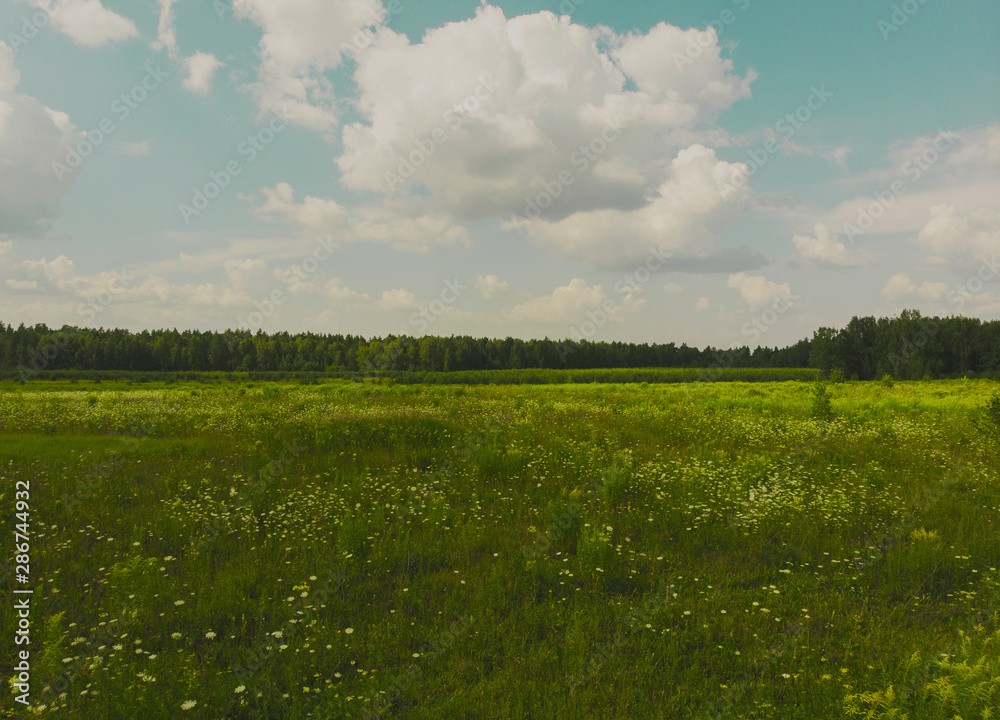 Fototapeta premium Summer countryside landscape. Alpine herbs, grass in foreground. Forest with tall fir trees. Blue sky with heavy white and grey clouds signaling approaching rain, thunderstorm. Sunny day in fresh air