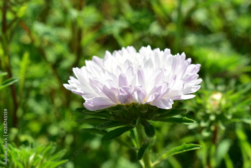Large Aster flowers of different colors. Large Aster flowers of different colors.