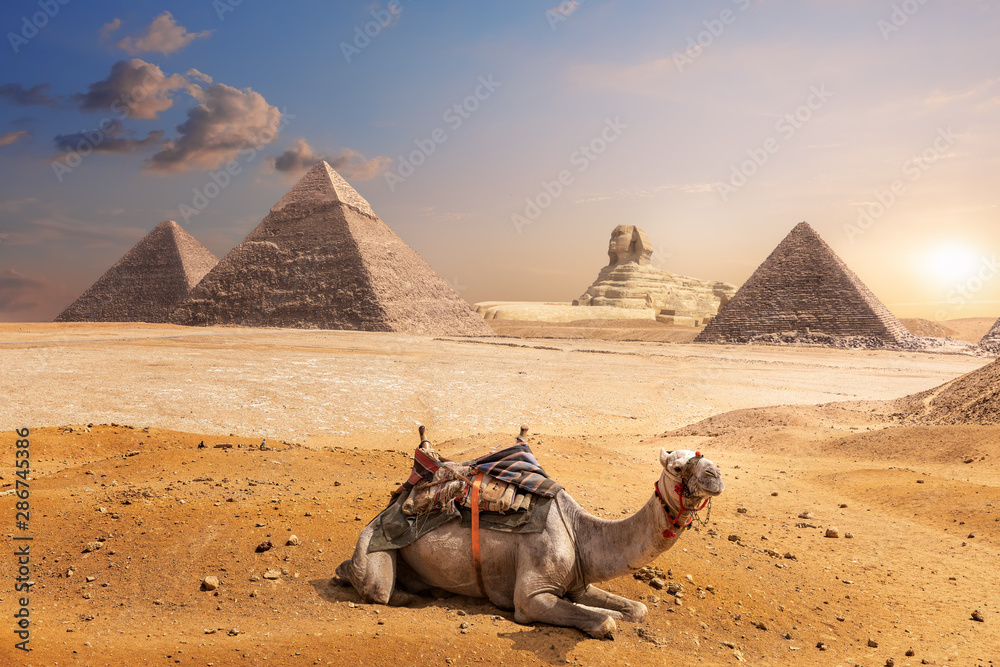 A camel of Giza in front of the Sphinx and the Pyramids, Egypt