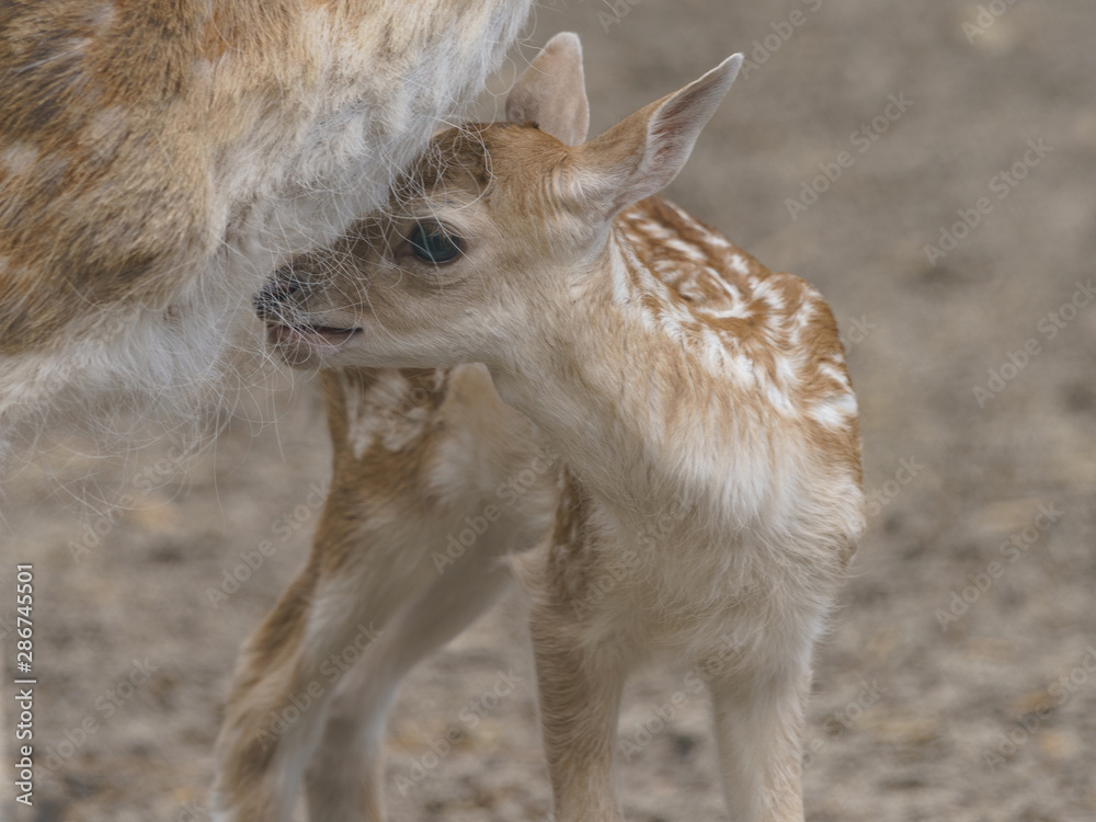 Portrait of cute fallow baby deer standing near mother. The beauty of wild animals. Natural light Portrait of cute fallow baby deer standing near mother. The beauty of wild animals. Natural light