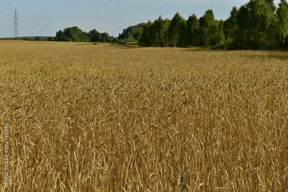 Rural field with ripe ears of wheat in autumn (background). Rural field with ripe ears of wheat in autumn (background).