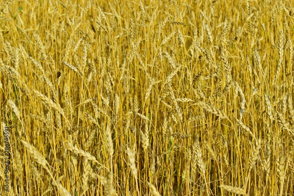 Rural field with ripe ears of wheat in autumn (background). Rural field with ripe ears of wheat in autumn (background).