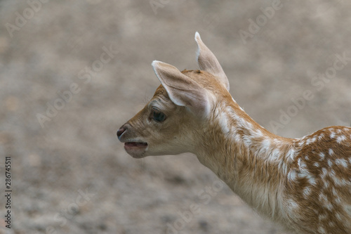 Fototapeta Naklejka Na Ścianę i Meble -  Portrait of cute fallow baby deer. The beauty of wild animals. Natural light
