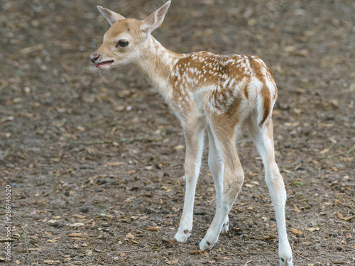Fototapeta Naklejka Na Ścianę i Meble -  Portrait of cute fallow baby deer standing on trembling legs. The beauty of wild animals. Rear view. Natural light