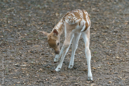 Fototapeta Naklejka Na Ścianę i Meble -  Portrait of cute fallow baby deer standing on trembling legs. Baby licking his itching leg. The beauty of wild animals. Rear view. Natural light