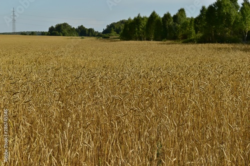 Rural field with ripe ears of wheat in autumn (background).