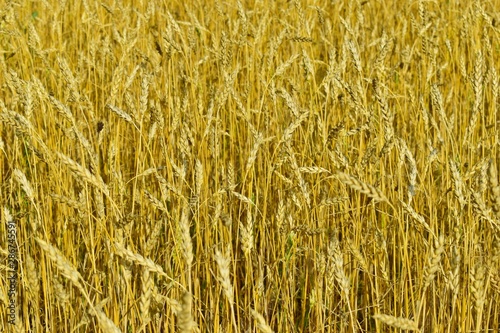 Rural field with ripe ears of wheat in autumn  background .