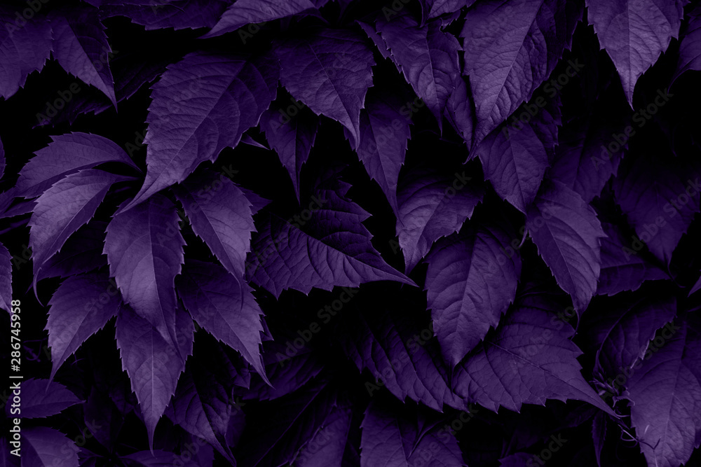 Bright green leaves top view minimalistic background. Floral backdrop concept. Flower petals close up. Floristry hobby. Web banner, greeting card idea Bright green leaves top view minimalistic background. Floral backdrop concept. Flower petals close up. Floristry hobby. Web banner, greeting card idea